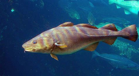 Is cod freshwater or saltwater?
